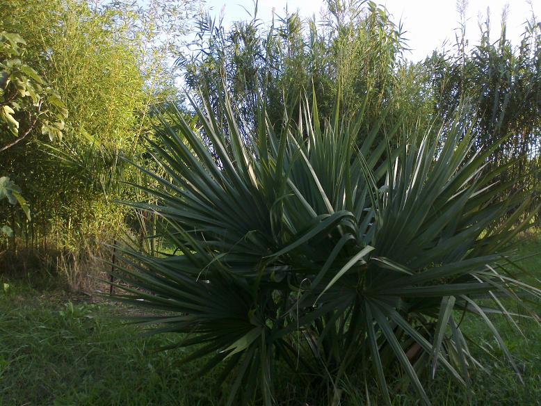 Ca en fait des palmes pour un Sabal palmetto juvénile.jpg
