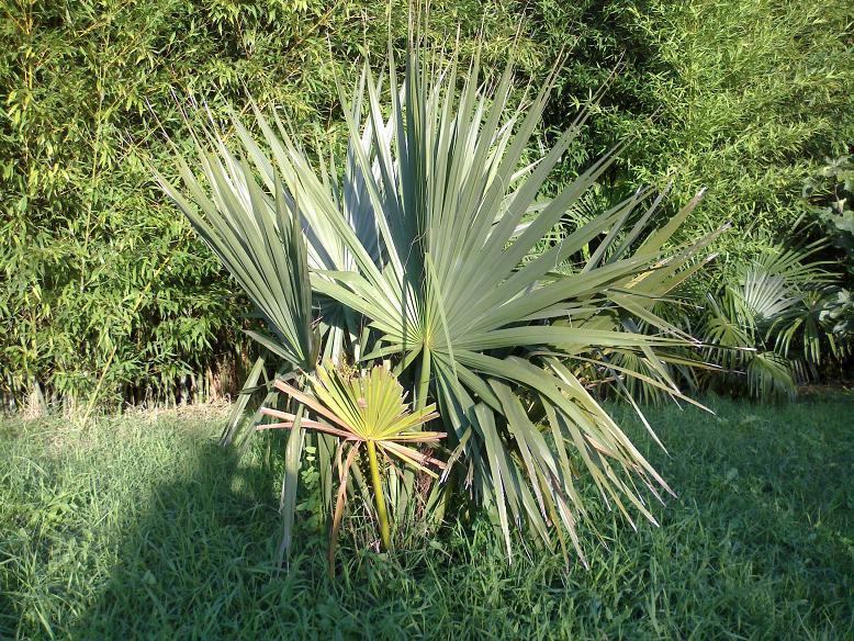 Autre Sabal palmetto.jpg