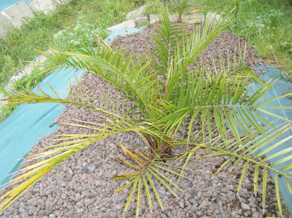 27 août 2014,Phoenix Canariensis (copie).JPG