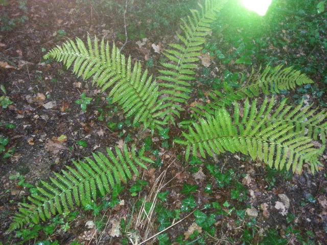dryopteris affinis