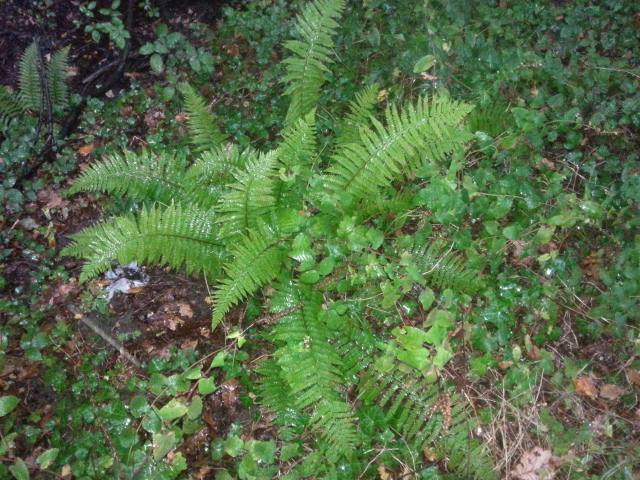 dryopteris felix mas