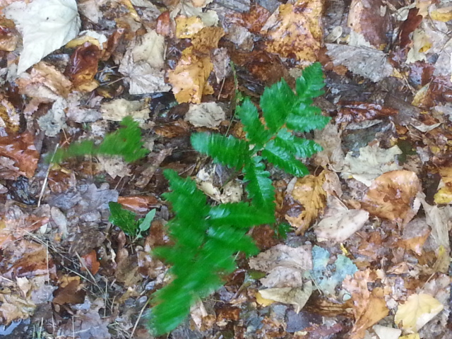 dryopteris goldiana