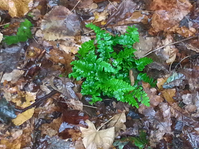 polystichum polyblepharum