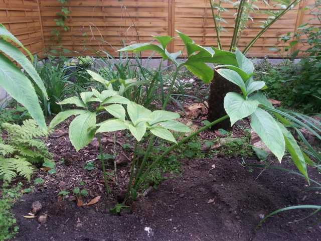plante d'ombre de sous bois -10