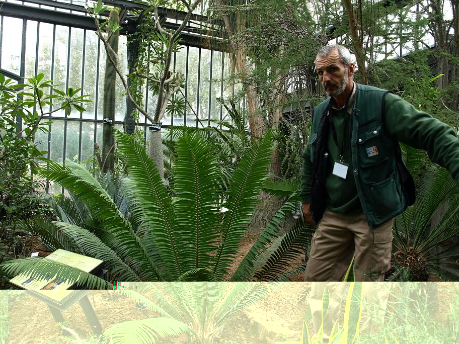 Dioon mejiae au JB de Lyon
