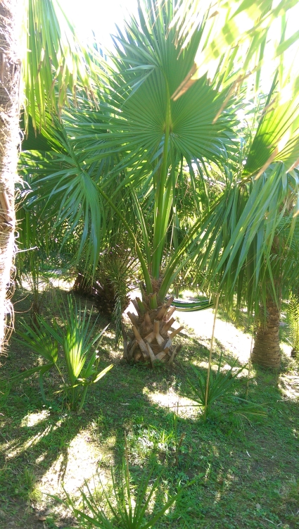 Sabal Palmeto.jpg