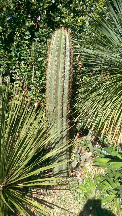 Atrichocereus peruvianus.jpg