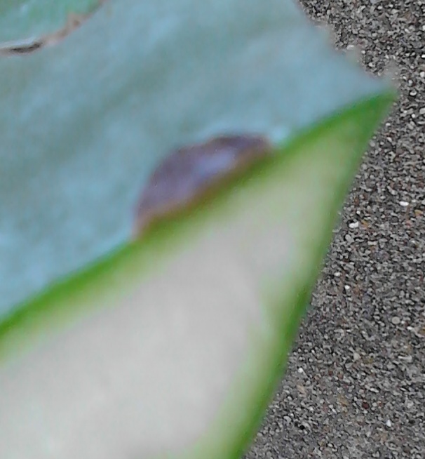 Une vue de la feuille coupée, la tache noire est une cloque noircie