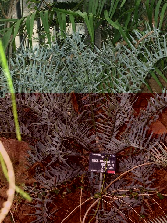 Encephalartos horridus au JB de Lyon