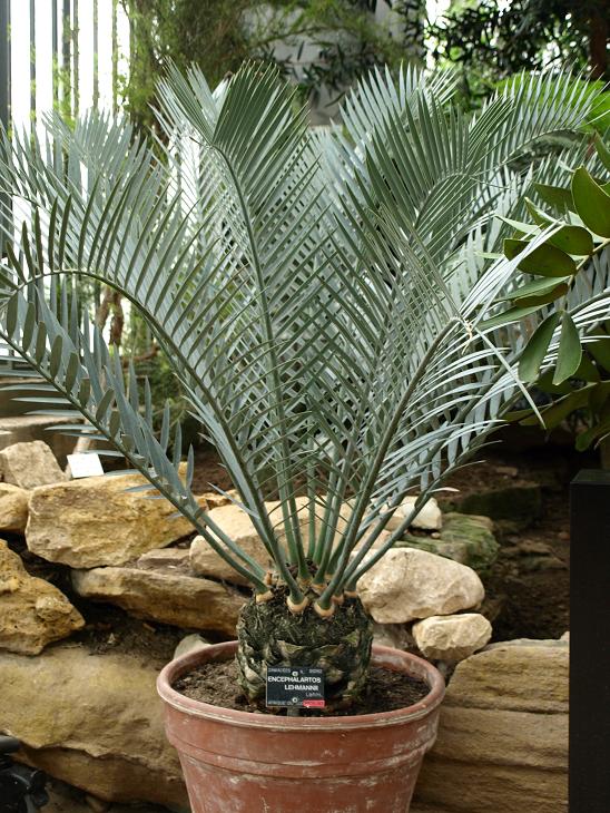 Encephalartos lehmannii au JB de Lyon