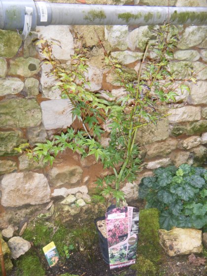 acer orange dream en terre.