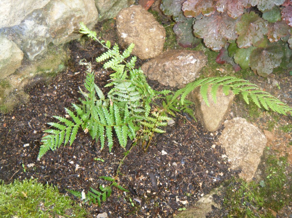 fougère arborescente
