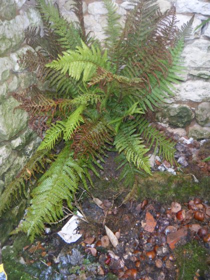 DSCF0403 (copie).JPG
