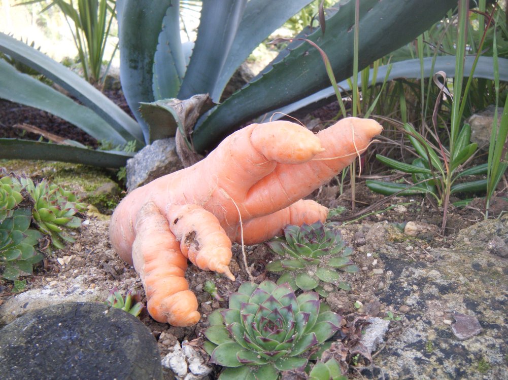 Caché sous mon agave.