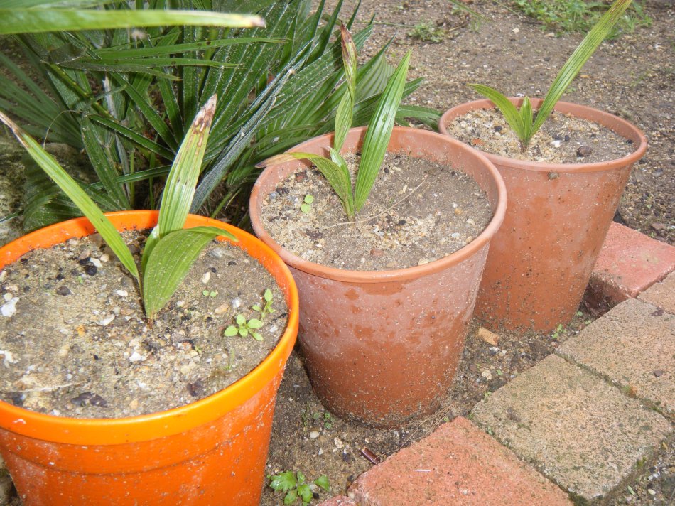 DSCF0477 (copie).JPG