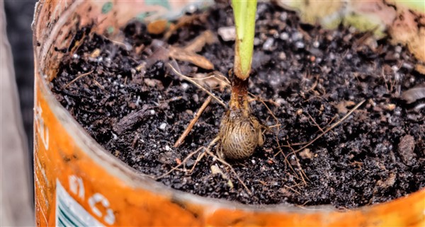 Dypsis leucomalla (Dypsis sp white petiole) (1) (600 x 321).jpg
