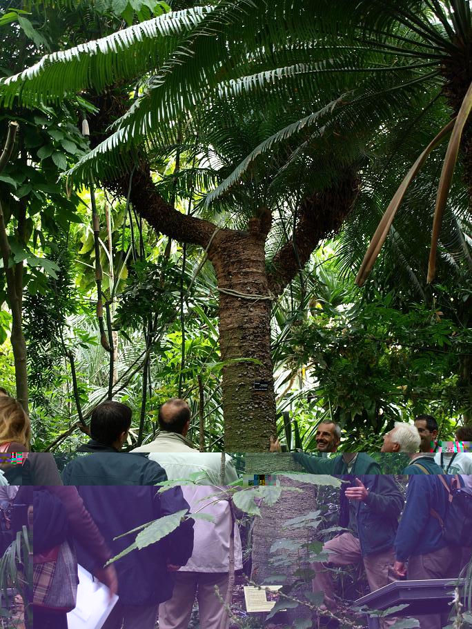 Cycas rumphii (femelle) au Jardin Botanique de Lyon.