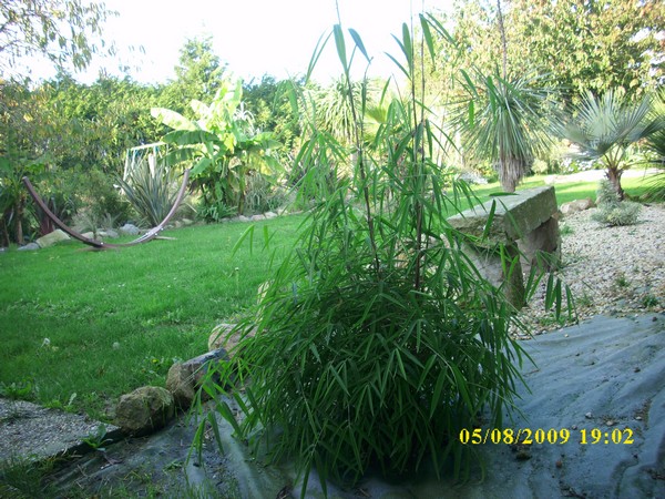 papyrifera planté en juillet