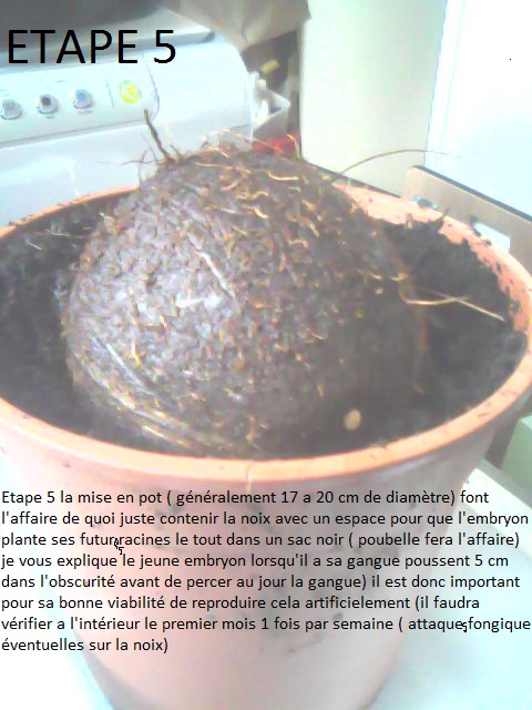mise en pot puis en mini serre a 27/28°c de jour comme de nuit température optimale de croissance du cocotier
