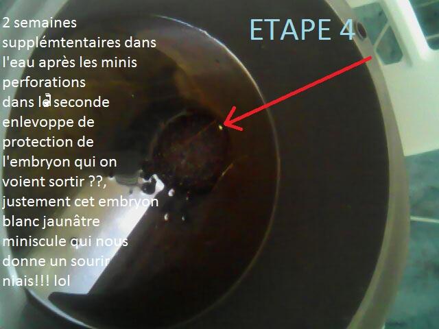 2 semaines plus tard le vif du sujet!!!