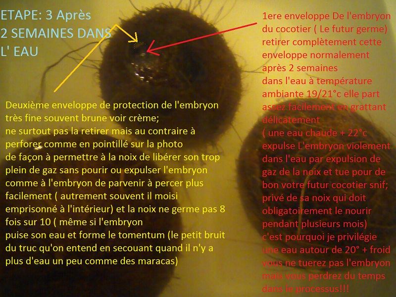 stratification de l'oeil porteur de l'embryon puis attendre encore 2 semaines dans l'eau tjs à température ambiante 19/21°c