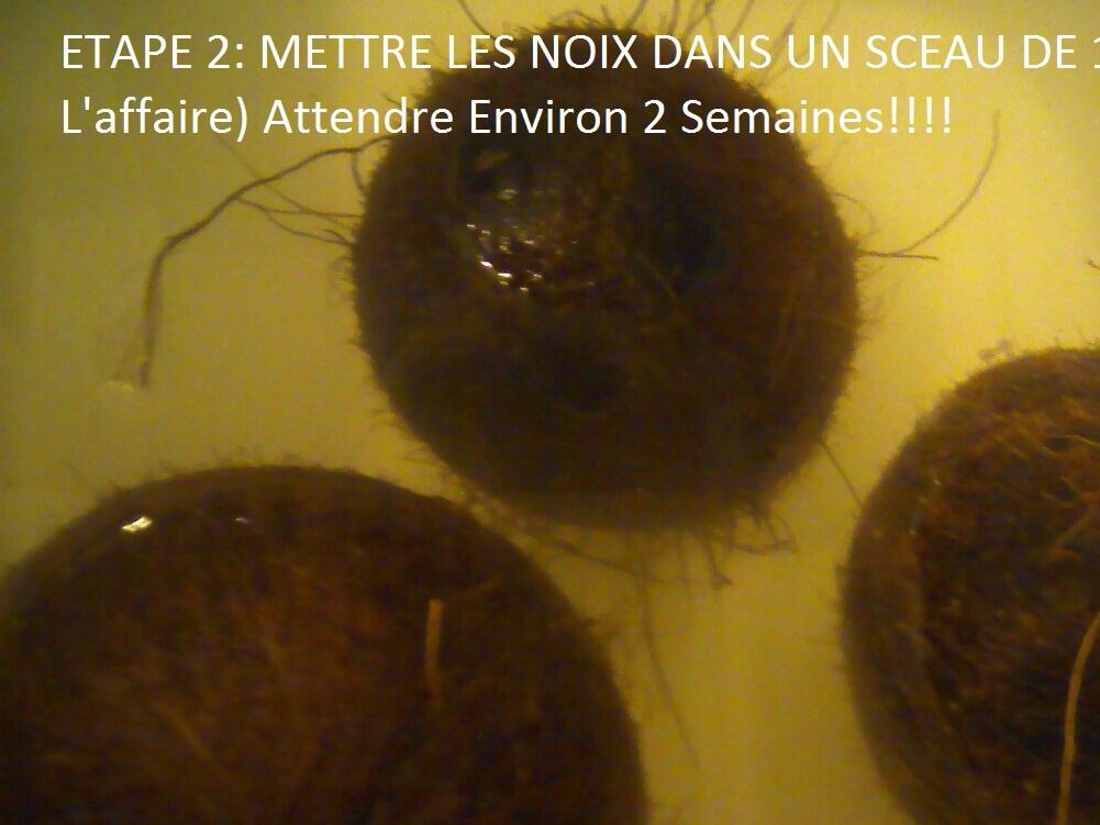 mise à l'eau des noix pour 2 semaines<br /><br />température ambiante d'une maison 19/21°c( c'est important et expliqué)
