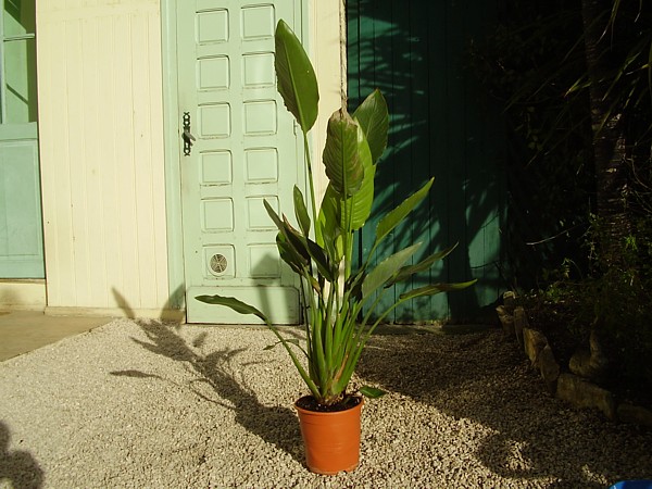 003.19 janvier 2008.JPG