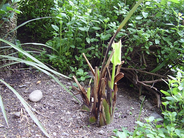 009.17 mai 2009.JPG