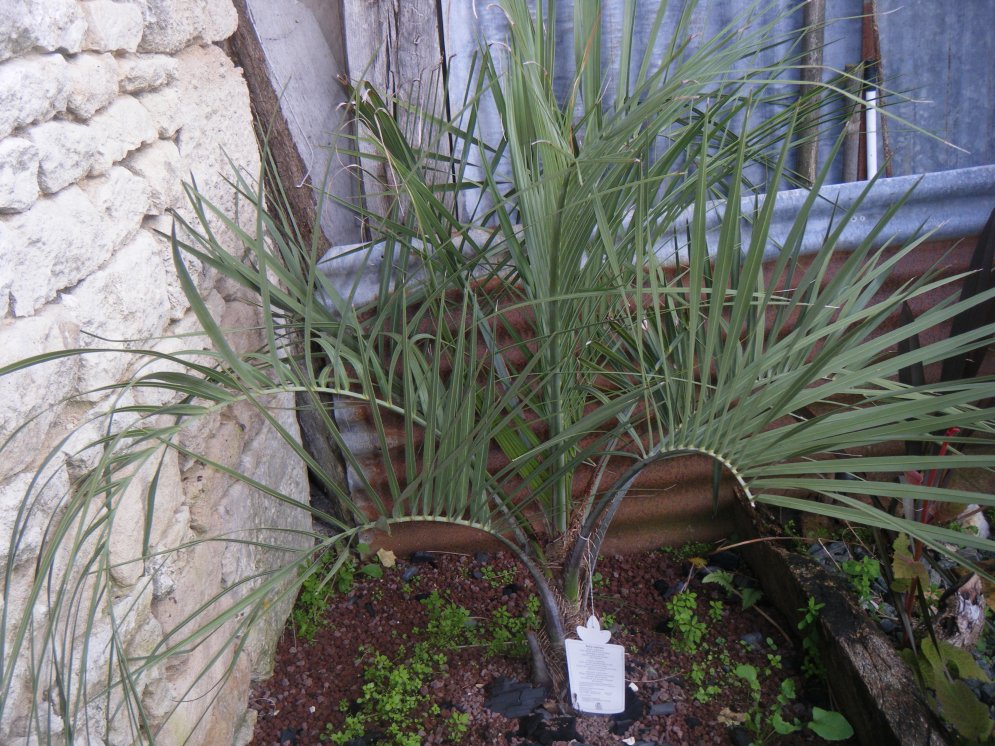 Il était au soleil à partir de 14h00 l'après-midi au coeur de l'été,planter en 2012