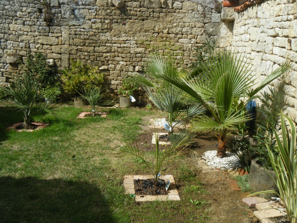 Le plus à gauche sur la photo,trop d'ombre également,lui avait été planté en 2013