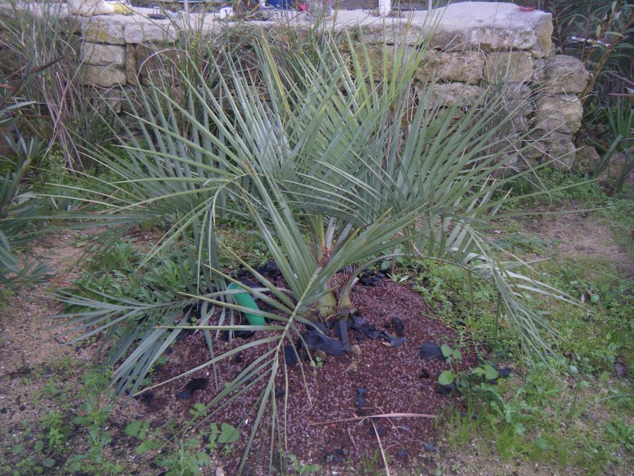 31 octobre 2013,planter en 2012