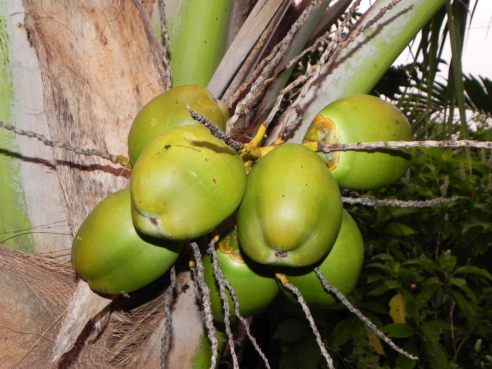 Cocos nucifera.JPG