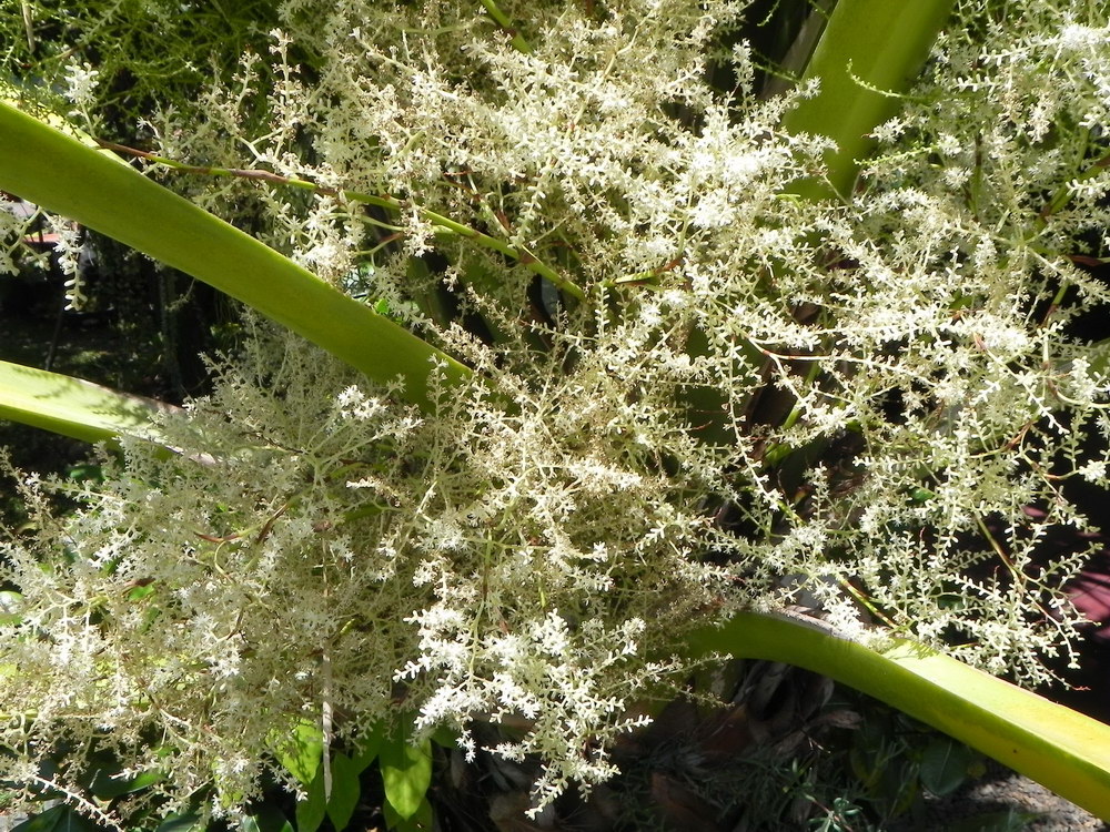 Sabal palmetto 2.JPG