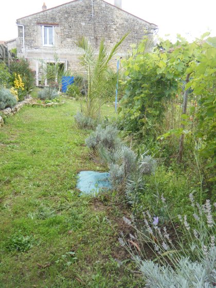 27août 2014.,je mets de l'engrais liquide à tous,enlève le poteau de vigne (copie).JPG