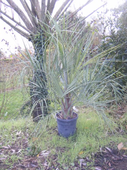 Butia capitata