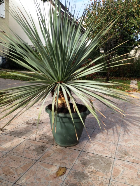 nolina nelsoni.jpg