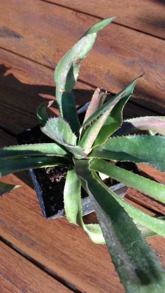 IMAG1135 (460 x 816) (338 x 600).jpg