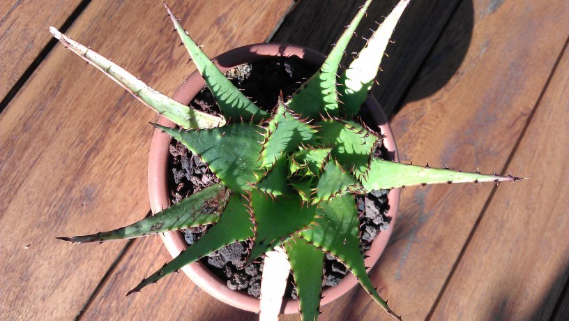 IMAG1141 (816 x 460) (816 x 460).jpg