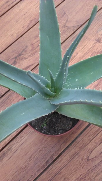 IMAG1158 (460 x 816) (345 x 612).jpg