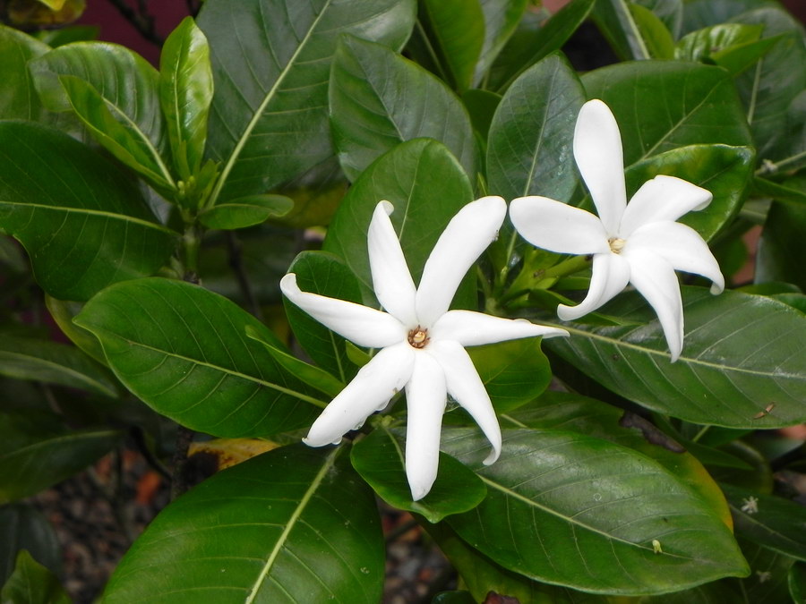 Gardenia taitensis 01.JPG