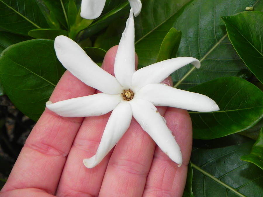 Gardenia taitensis 02.JPG