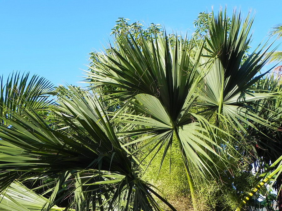 DSCN4733.JPG
