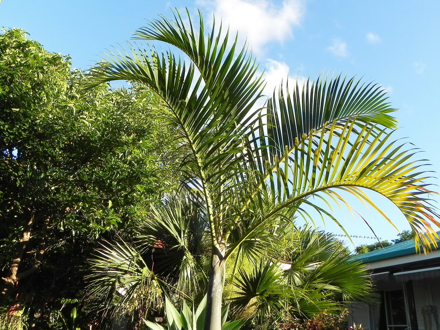 DSCN4753.JPG