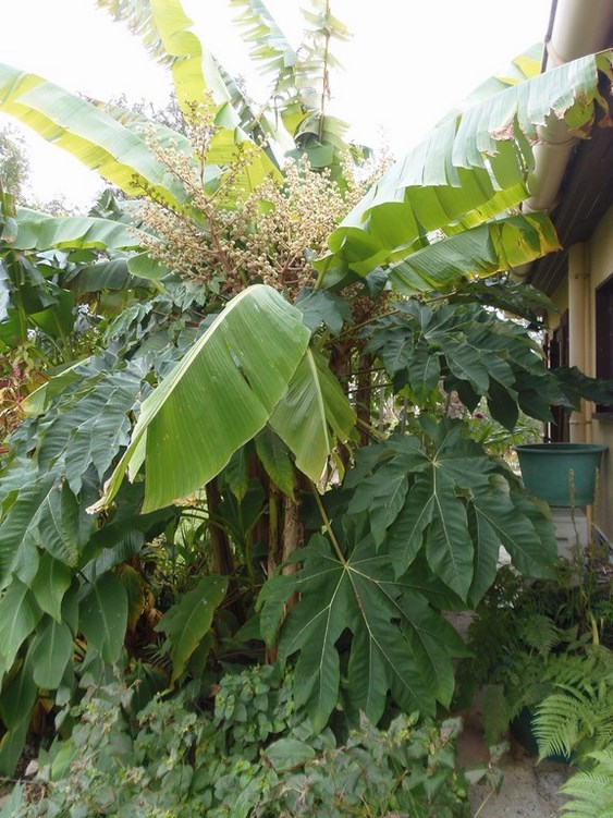 Tetrapanax floraison 2014