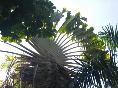 palmier1.JPG