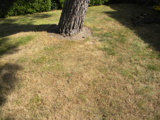 Gazon en été.jpg