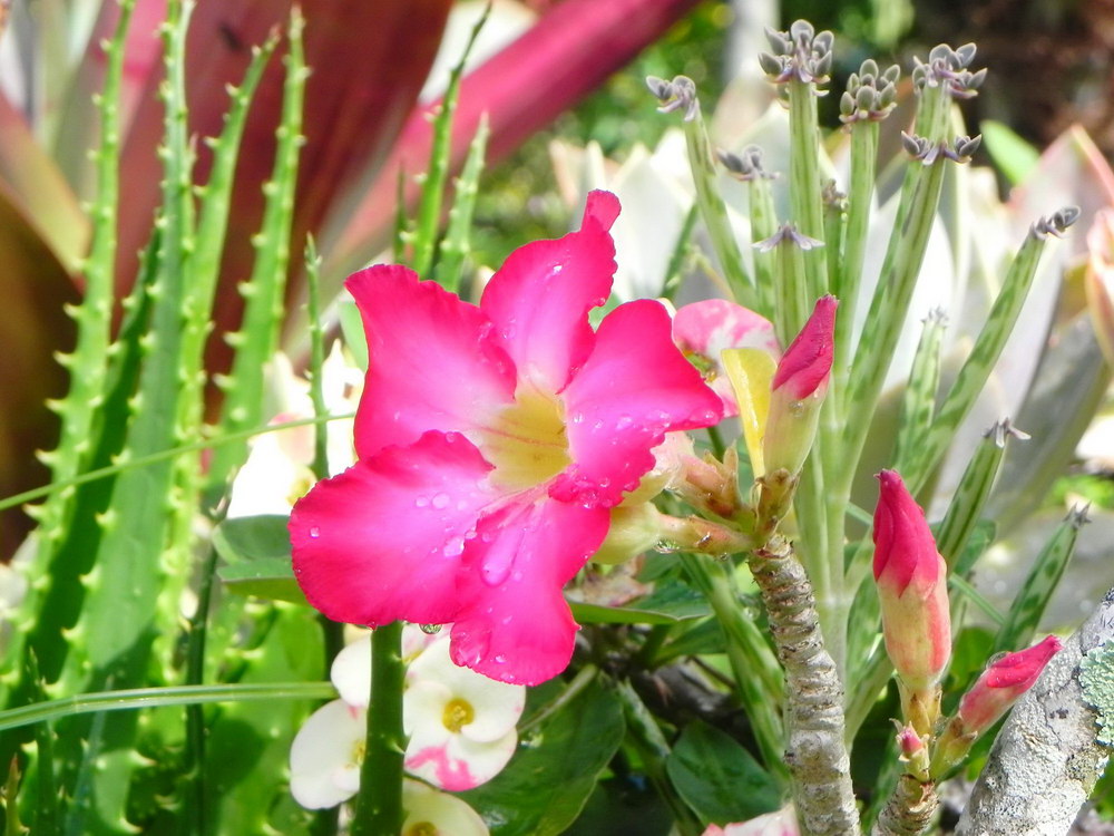 Adenium obesum.JPG