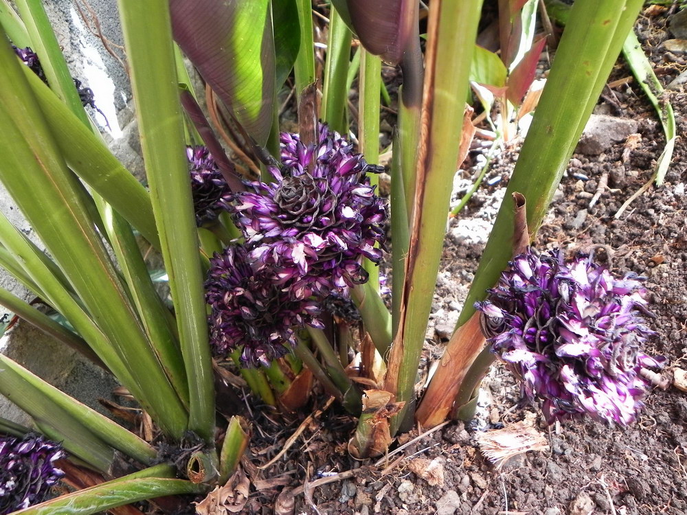 Calathea zebrina.JPG
