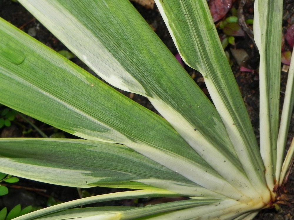 Dietes variegata 02.JPG