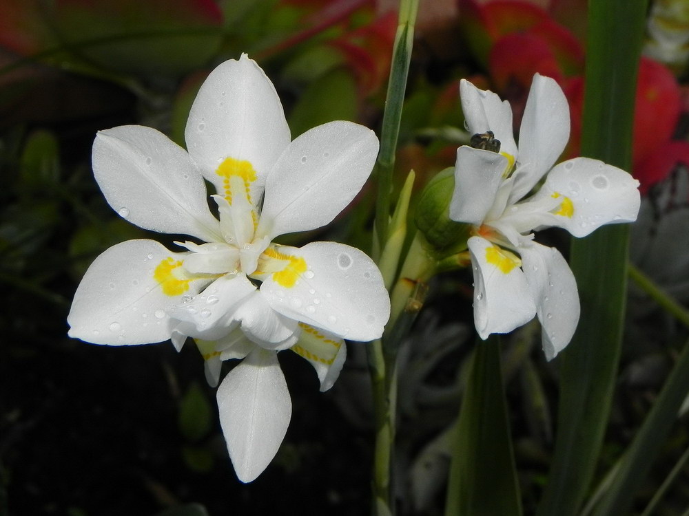 Dietes variegata 01.JPG